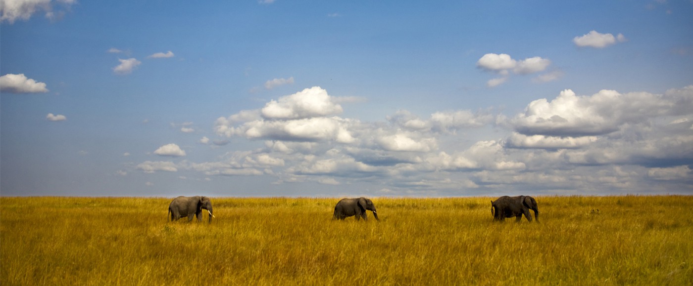 There is already much to discover in Lamu Island, but several national reserves are not far, 30mns, 1 or 2h flight.