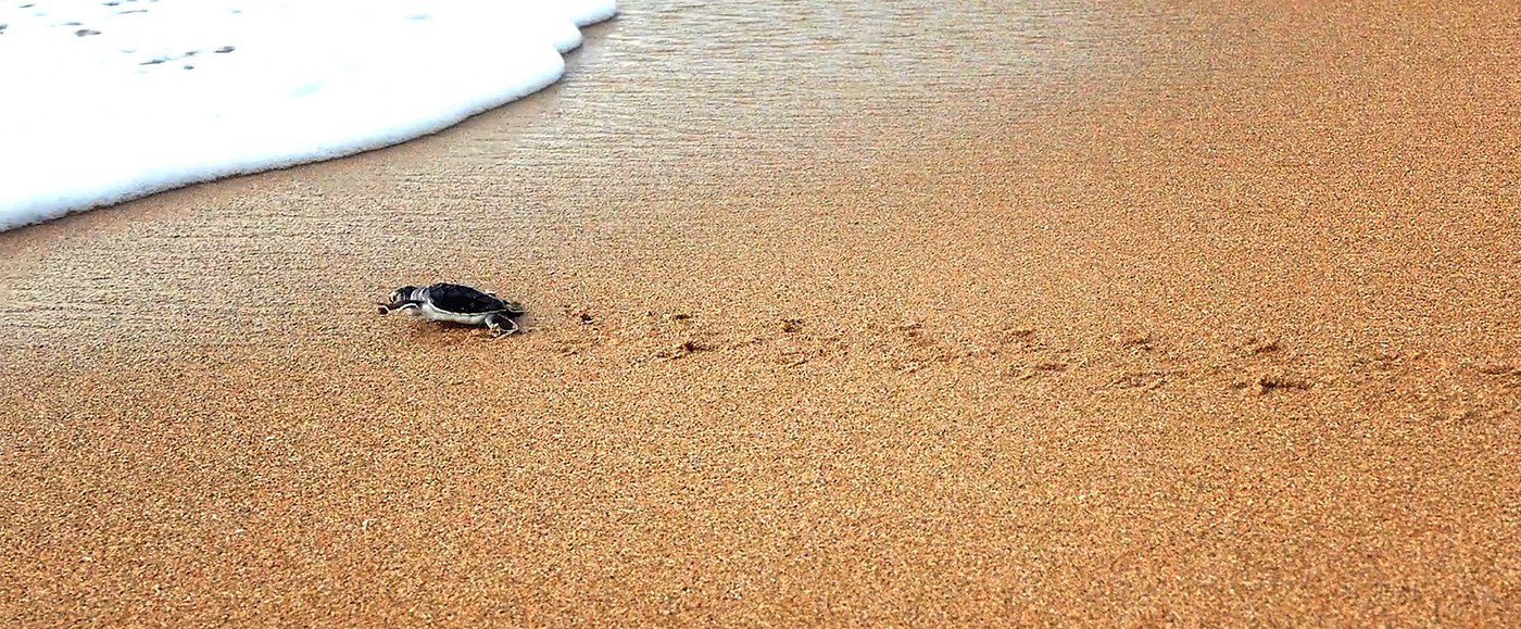 Lamcot est l’association, initiée par Carol du Péponi, qui s’occupe de la protection des tortues. 