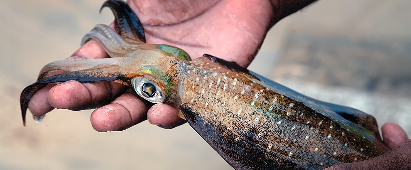 Nature is at its best here, on earth or underwater, Lamu is stunning, a true gem of Kenya and the east african coast.